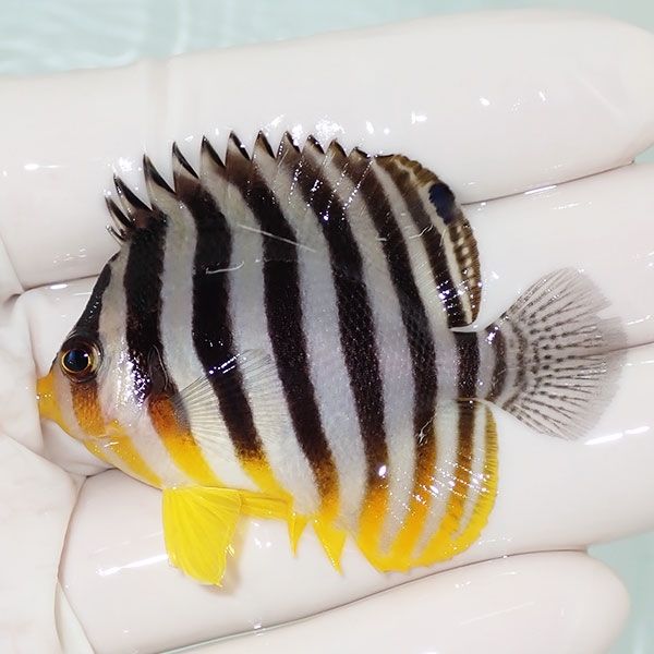 【現物1】saleシマヤッコ 5.5cm±! 海水魚 生体 15時までのご注文で当日...