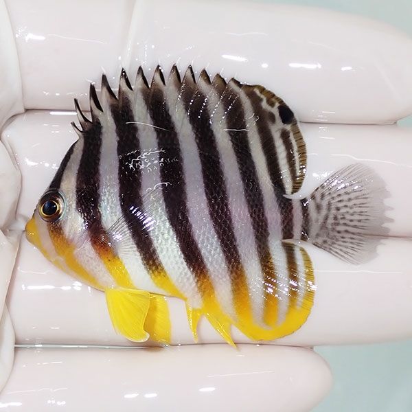 【現物2】sale シマヤッコ 5.5cm±! 海水魚 生体 15時までのご注文で当日...