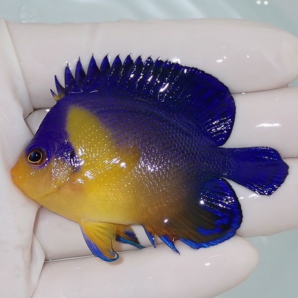 【現物6】スミレヤッコ 6.5cm±! 海水魚 ヤッコ 15時までのご注文で当日...