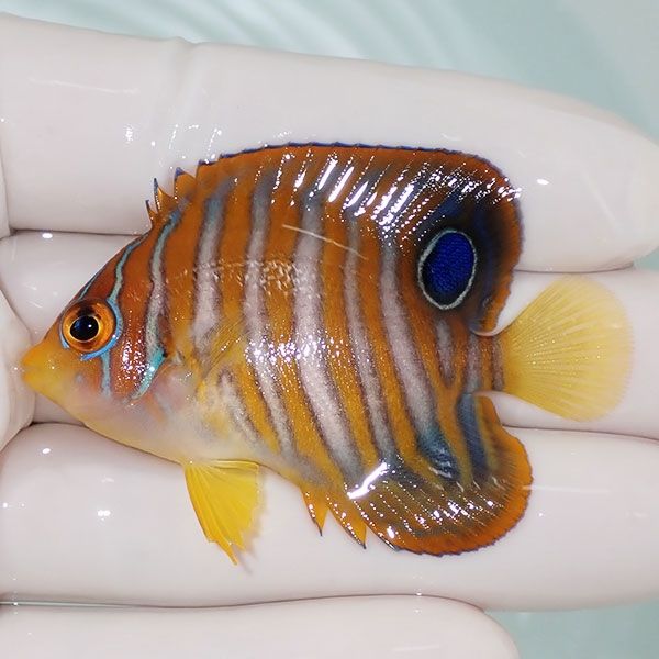 【現物11】ニシキヤッコ 5.5cm±!海水魚 ヤッコ15時までのご注文で当日発...