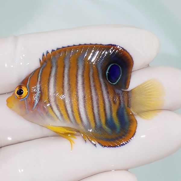 【現物12】ニシキヤッコ 5.3cm±!海水魚 ヤッコ15時までのご注文で当日発...