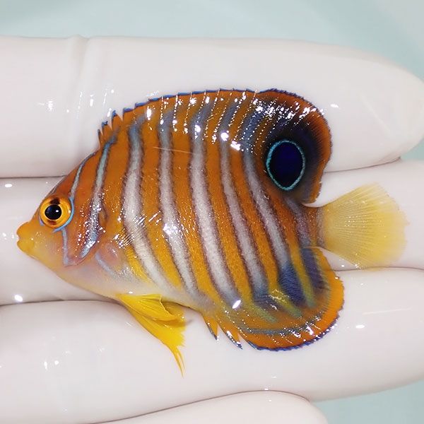 【現物13】ニシキヤッコ 5cm±!海水魚 ヤッコ15時までのご注文で当日発送...