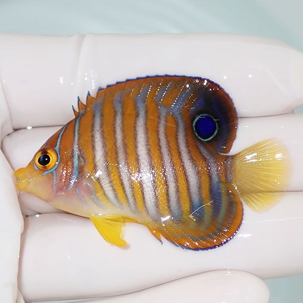 【現物14】ニシキヤッコ 5.5cm±!海水魚 ヤッコ15時までのご注文で当日発...