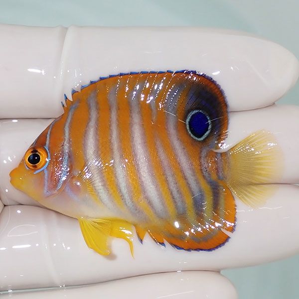 【現物15】ニシキヤッコ 5.5cm±!海水魚 ヤッコ15時までのご注文で当日発...