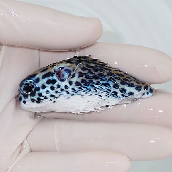 【現物】ヤセハリセンボン 8cm± !海水魚 フグ 15時までのご注文で当日発...