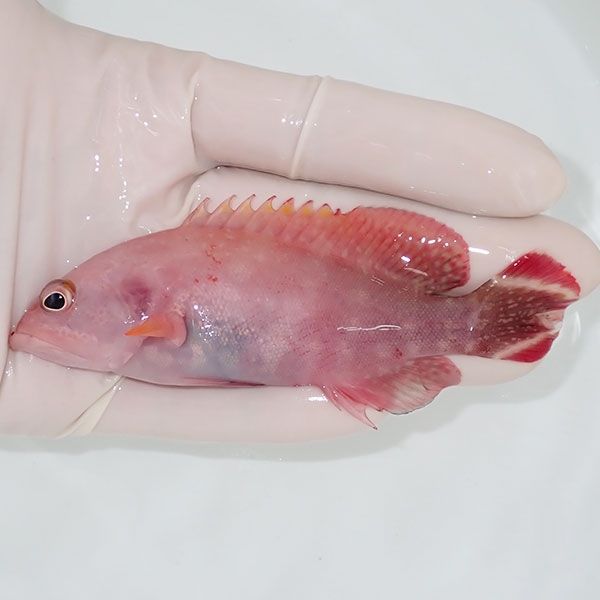 【現物1】顔にスレ有り ニジハタ 11cm± !海水魚 ハタ 餌付け 15時までの...