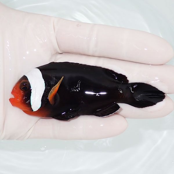 【現物】トウアカクマノミ バンドレス個体 big 9cm±!海水魚 クマノミ ブ...