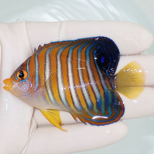 【現物16】ニシキヤッコ 7.5cm±!海水魚 ヤッコ15時までのご注文で当日発...