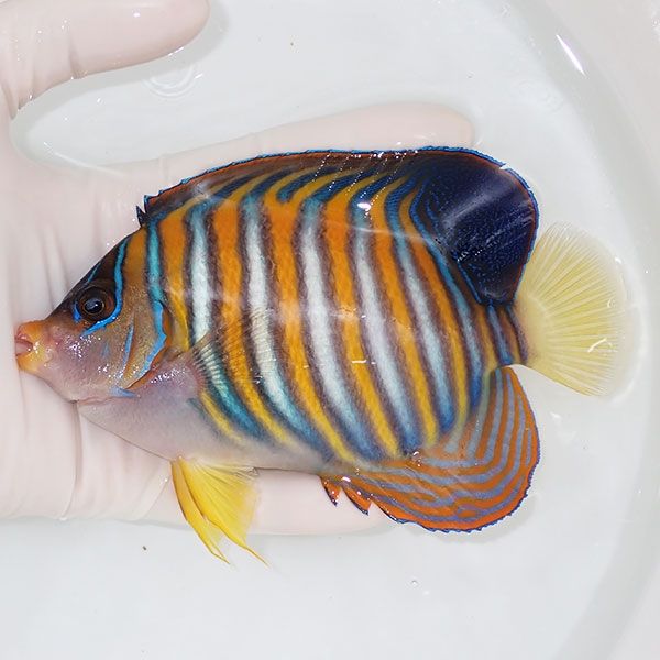 【現物17】ニシキヤッコbig 14.5cm±!海水魚 ヤッコ15時までのご注文で当...