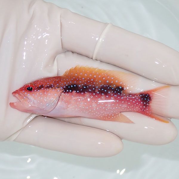 【現物2】バラハタ 8.5cm± !ハタ 海水魚 生体 15時までのご注文で当日発...