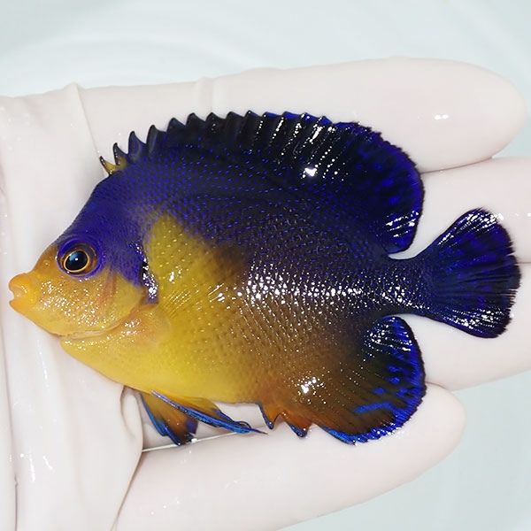 【現物7】スミレヤッコ 7.5cm±! 海水魚 ヤッコ 15時までのご注文で当日...