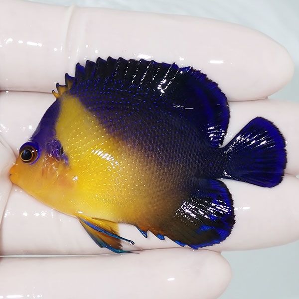 【現物9】スミレヤッコ 6cm±! 海水魚 ヤッコ 15時までのご注文で当日発...