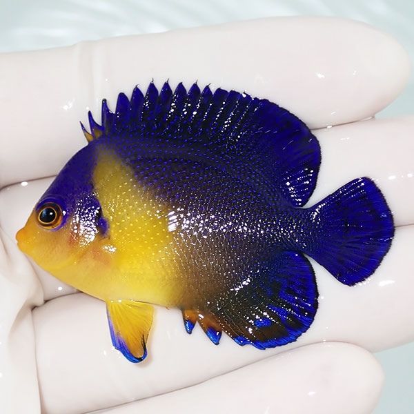 【現物8】スミレヤッコ 5.5cm±! 海水魚 ヤッコ 15時までのご注文で当日...