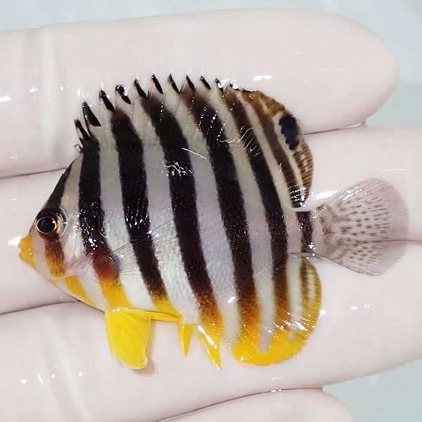 【現物3】sale シマヤッコ 5cm±! 海水魚 生体 15時までのご注文で当日発...