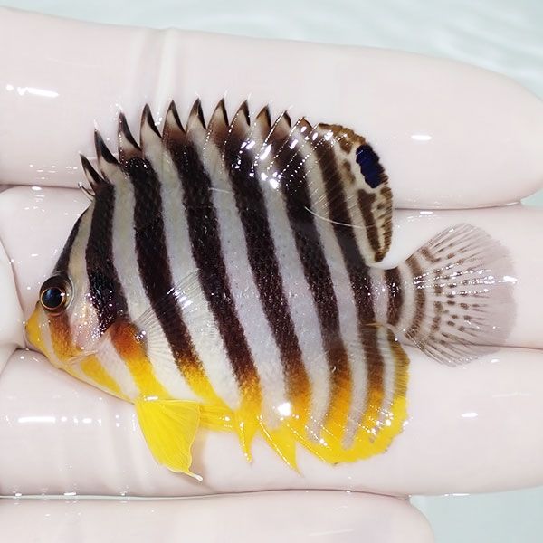 【現物10】sale シマヤッコ 5.5cm±! 海水魚 生体 15時までのご注文で当...