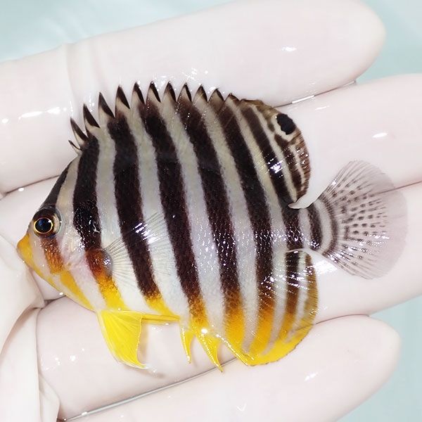 【現物5】sale シマヤッコ 6cm±! 海水魚 生体 15時までのご注文で当日発...