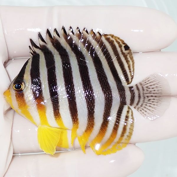 【現物2】sale シマヤッコ 6cm±! 海水魚 生体 15時までのご注文で当日発...