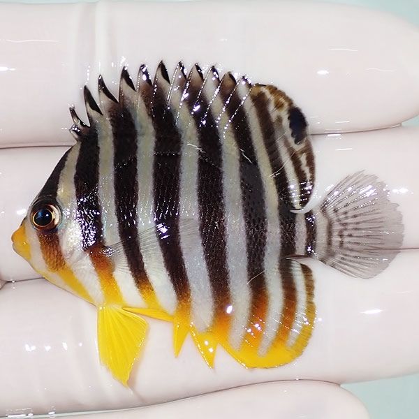 【現物12】sale シマヤッコ 5cm±! 海水魚 生体 15時までのご注文で当日...