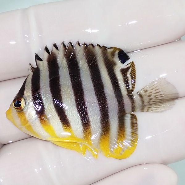 【現物11】sale シマヤッコ 4.5cm±! 海水魚 生体 15時までのご注文で当...