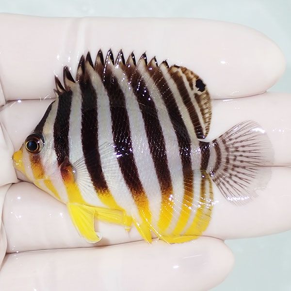 【現物6】sale シマヤッコ 6cm±! 海水魚 生体 15時までのご注文で当日発...