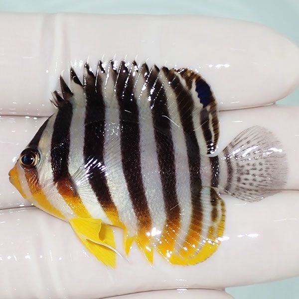 【現物7】sale シマヤッコ 5.5cm±! 海水魚 生体 15時までのご注文で当日...