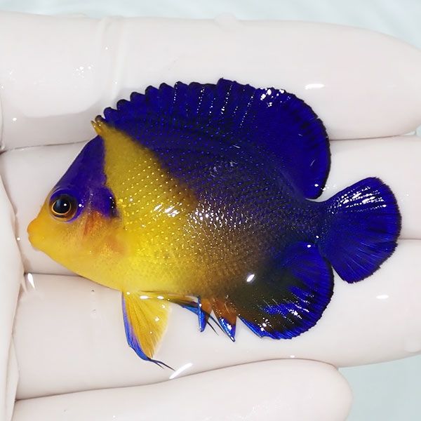 【現物6】スミレヤッコ 5.5cm±! 海水魚 ヤッコ 15時までのご注文で当日...