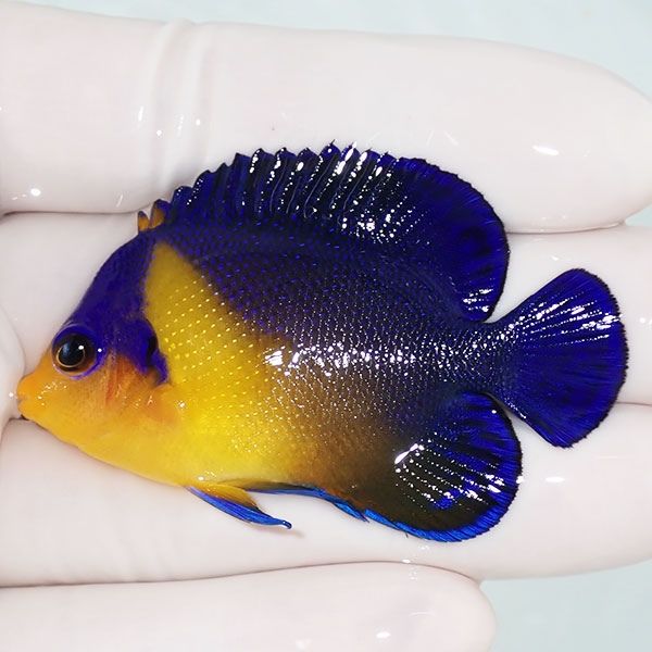 【現物13】スミレヤッコ 5.5cm±! 海水魚 ヤッコ 15時までのご注文で当日...