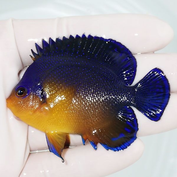 【現物14】スミレヤッコ 7cm±! 海水魚 ヤッコ 15時までのご注文で当日発...