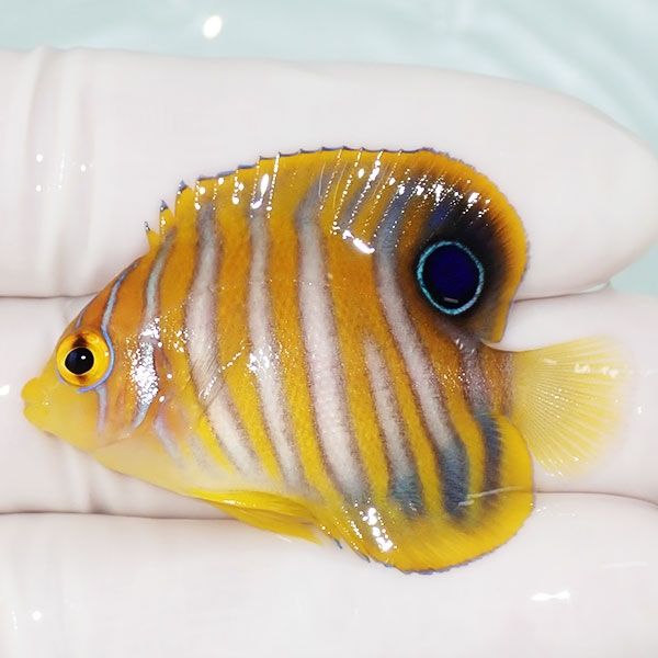 【現物1】ニシキヤッコ 4.5cm±!海水魚 ヤッコ15時までのご注文で当日発...