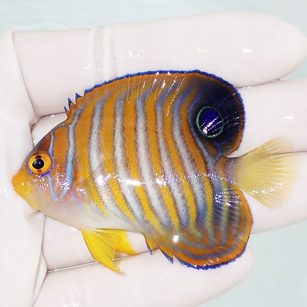 【現物2】ニシキヤッコ 6.5cm±!海水魚 ヤッコ15時までのご注文で当日発...