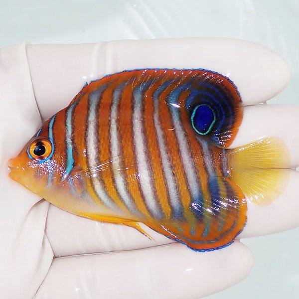 【現物3】ニシキヤッコ 7cm±!海水魚 ヤッコ15時までのご注文で当日発送(...