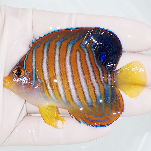 【現物4】ニシキヤッコ 7.5cm±!海水魚 ヤッコ15時までのご注文で当日発...