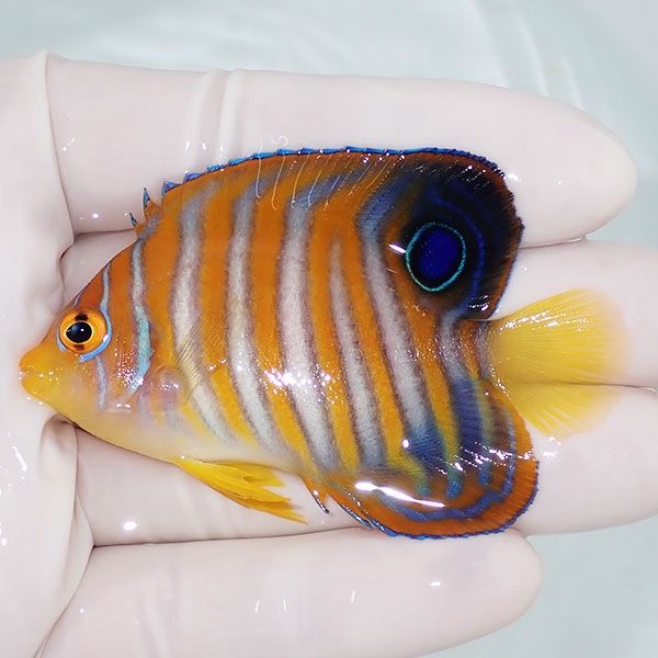 【現物5】ニシキヤッコ 6.5cm±!海水魚 ヤッコ15時までのご注文で当日発...