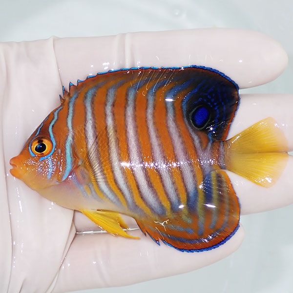 【現物6】ニシキヤッコ 8cm±!海水魚 ヤッコ15時までのご注文で当日発送(...