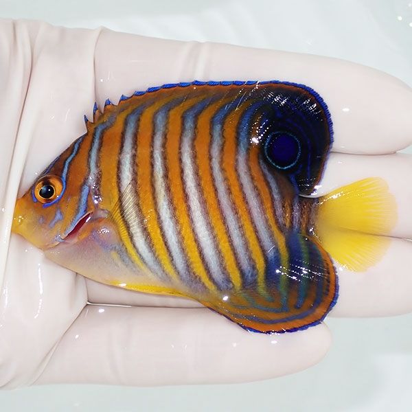 【現物7】ニシキヤッコ 7.5cm±!海水魚 ヤッコ15時までのご注文で当日発...