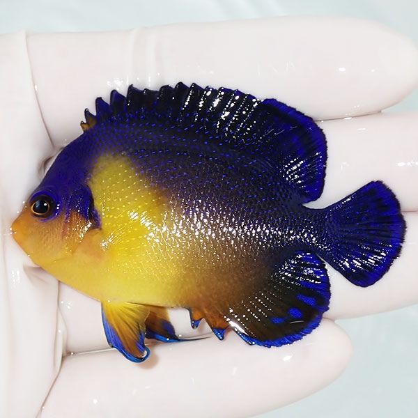 【現物10】スミレヤッコ 7cm±! 海水魚 ヤッコ 15時までのご注文で当日発...