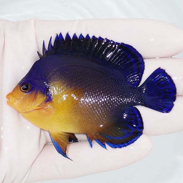 【現物11】スミレヤッコ 7.5cm±! 海水魚 ヤッコ 15時までのご注文で当日...