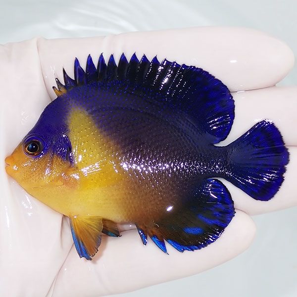 【現物12】スミレヤッコ 7.5cm±! 海水魚 ヤッコ 15時までのご注文で当日...