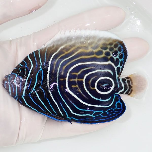 【現物3】タテジマキンチャクダイ（ウズキン） 10.5cm±!海水魚 ヤッコ ...