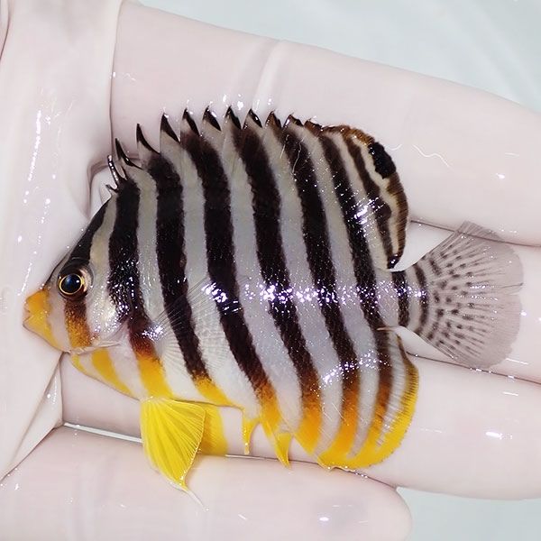 【現物14】sale シマヤッコ 6.5cm±! 海水魚 生体 15時までのご注文で当...