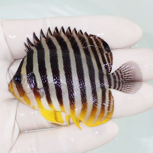 【現物15】sale シマヤッコ 6.5cm±! 海水魚 生体 15時までのご注文で当...