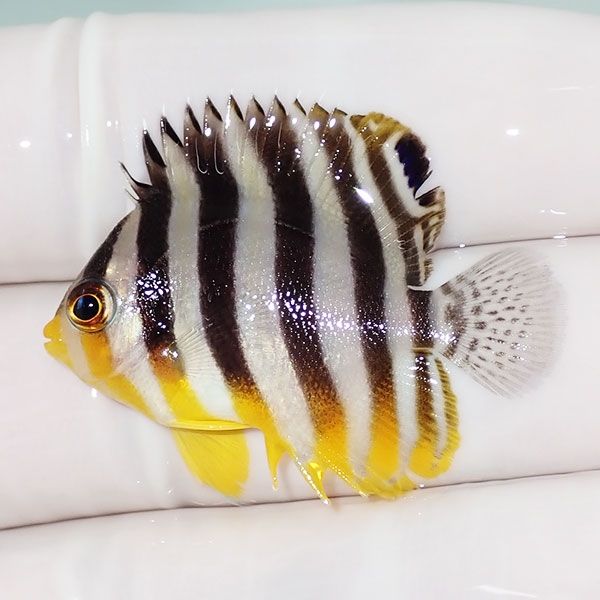 【現物16】sale シマヤッコ 4cm±! 海水魚 生体 15時までのご注文で当日...