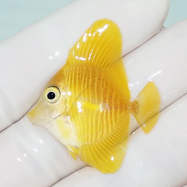 【現物1】ゴマハギ　イエロー 3cm±! 海水魚 ハギ !15時までのご注文で当...