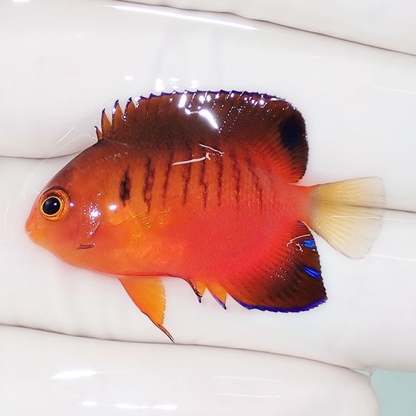 【現物1】ダイダイヤッコ 3.5cm±!海水魚 ヤッコ 15時までのご注文で当日...