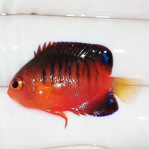 【現物2】ダイダイヤッコ 3.3cm±!海水魚 ヤッコ 15時までのご注文で当日...