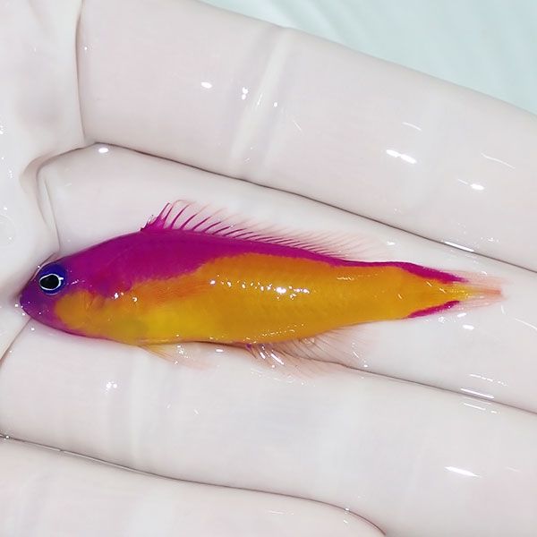 【現物1】カンムリニセスズメ　色彩変異 5.5cm±! 海水魚 15時までのご...