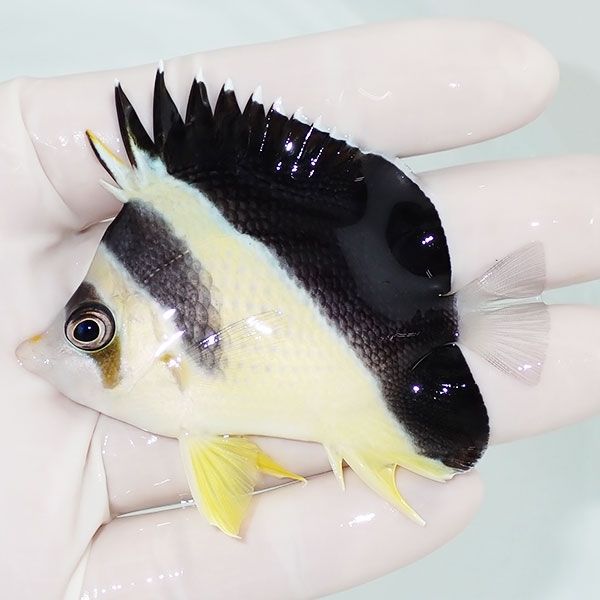 【現物1】粒エサOK バーゲスバタフライ 7cm±! 海水魚 チョウチョウウオ ...