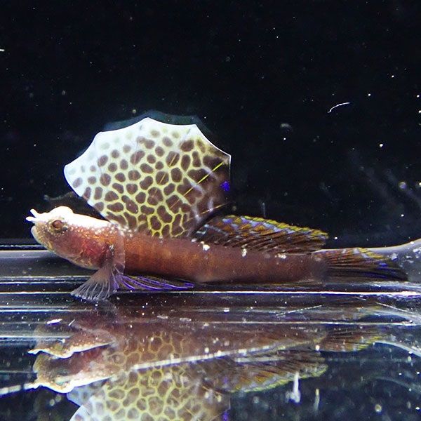 【現物】ホタテツノハゼ 3.5cm!海水魚 ハゼ 15時までのご注文で当日発送...