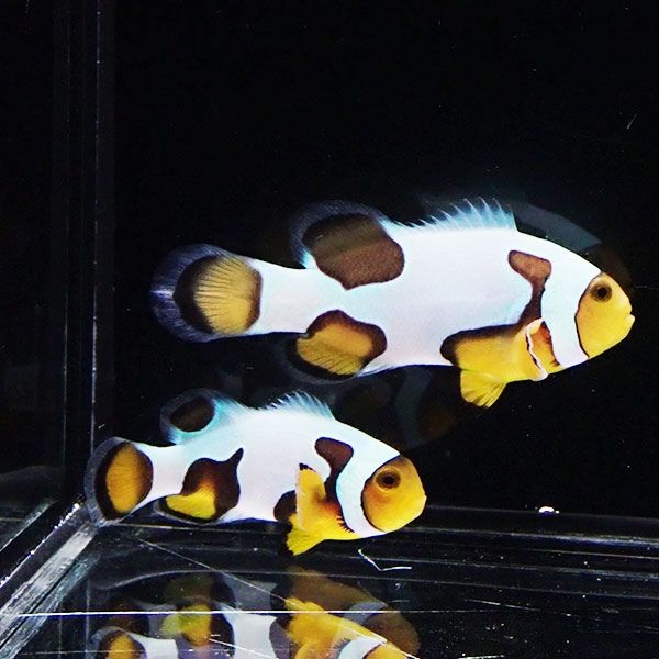 【現物2】ピカソストーム 仲良しセット 5.2cmと4.2cm!海水魚 クマノミ 1...