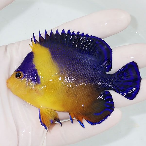 【現物23】スミレヤッコ 9cm±! 海水魚 ヤッコ 15時までのご注文で当日発...